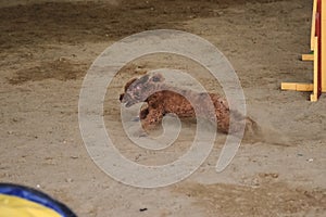 Red curly haired toy poodle runs quickly through sand in pavilion. Agility competitions, sports competitions with dog to improve