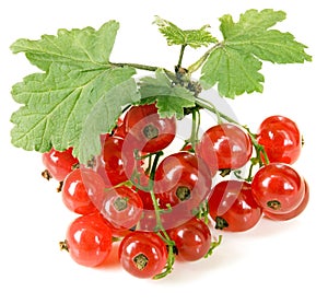 Red currant