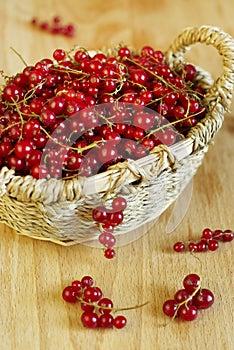 Red currant