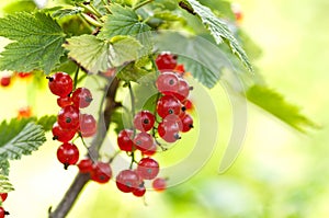 Red currant