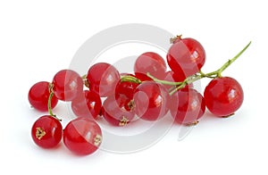 Red currant