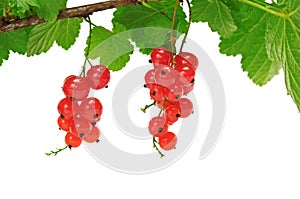 Red currant