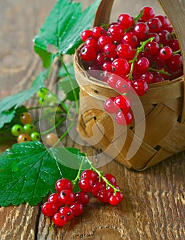 Red currant photo