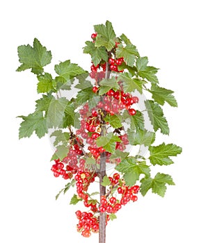 Red currant