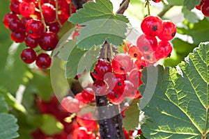 Red currant