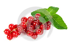 Red currant