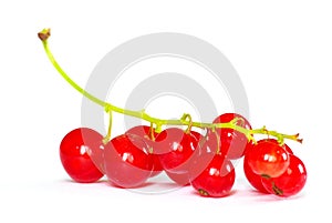 Red currant