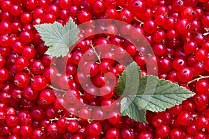 Red currant photo