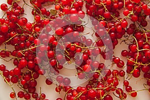 Red currant