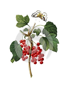 Red currant Antique Flower Illustration photo