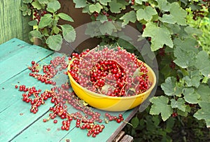 Red currant on the banch
