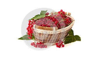 Red currant in a basket