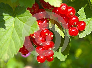 Red currant