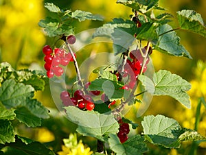 Red currant berries