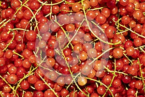 Red currant berries background ripe with bright sunshune light