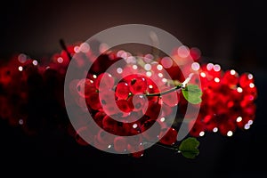 Red currant berries on black background, close up. Fresh and juicy organic redcurrant berry