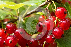 Red currant berries on the bush