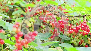 red currant berries on a bush branch with green leaves