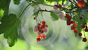 Red currant berries on a bush in the garden