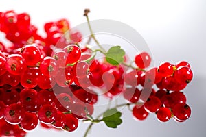 Red currant berries close up. Fresh and juicy organic redcurrant berry macro shot.