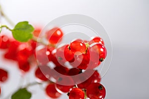 Red currant berries close up. Fresh and juicy organic redcurrant berry macro shot. Tasty vegan food