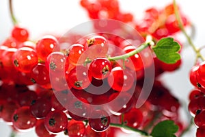 Red currant berries close up. Fresh and juicy organic redcurrant berry macro shot. Tasty vegan food