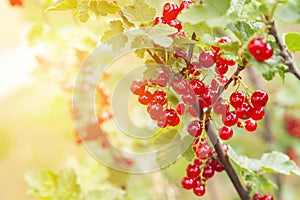 Red currant berries in the garden