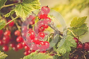 Red currant berries on a green branch/Red currant berries on a g