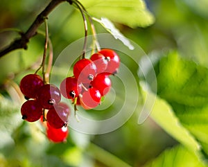 Red currant berries on a green leaves