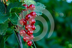 Red currant berries growing on the branch of a bush