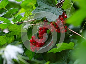 Red currant berries growing on the bush