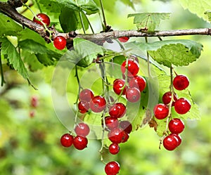 Red currant berries growing