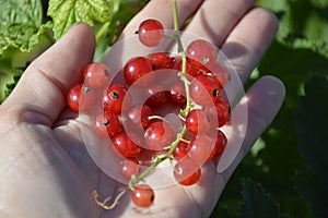 Red currant berries lie in the palm of your hand. Small sour ripe berries