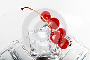 Red currant berries in a martini glass on white background. Tone