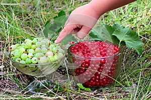 Red currant berries Ribes Rubrum and gooseberries Ribes uva-crispa in glass bowls