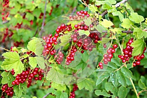 Red currant berries Ribes Rubrum and leaves on a bush photo