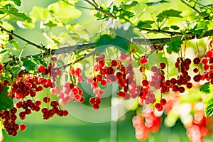 Red currant berries ripening on the branch on summer day