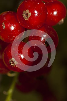 Red currant berries