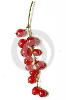 Red currant berries