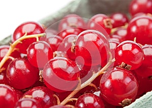 Red currant berry photo