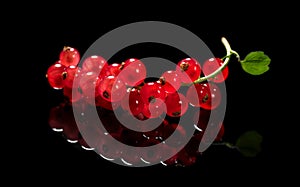 Red currant berry isolated on black background, close up. Fresh and juicy organic redcurrant berries