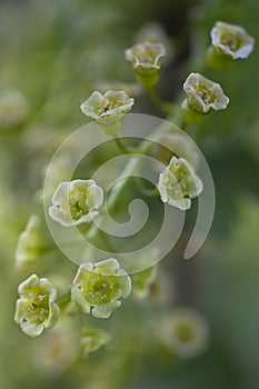 Red Currant Blossom
