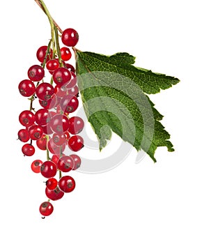 Red currant branch and green leaf