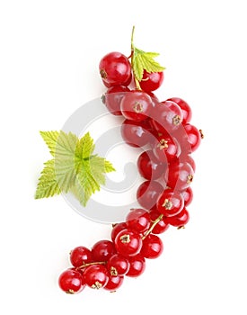 Red currant branch isolated