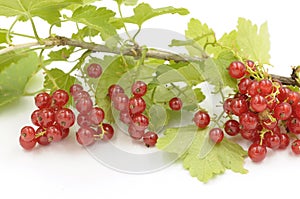 Red currant branch - Ribes rubrum - with berries