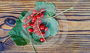 Red currant branches with leaves