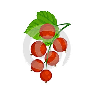 Red currant brunch vector illustration isolated on white background. Gsrden berries