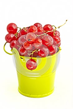 Red currant in bucket