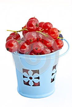 Red currant in bucket