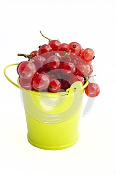 Red currant in a bucket